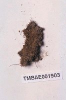 藏品(真苔屬)的圖片